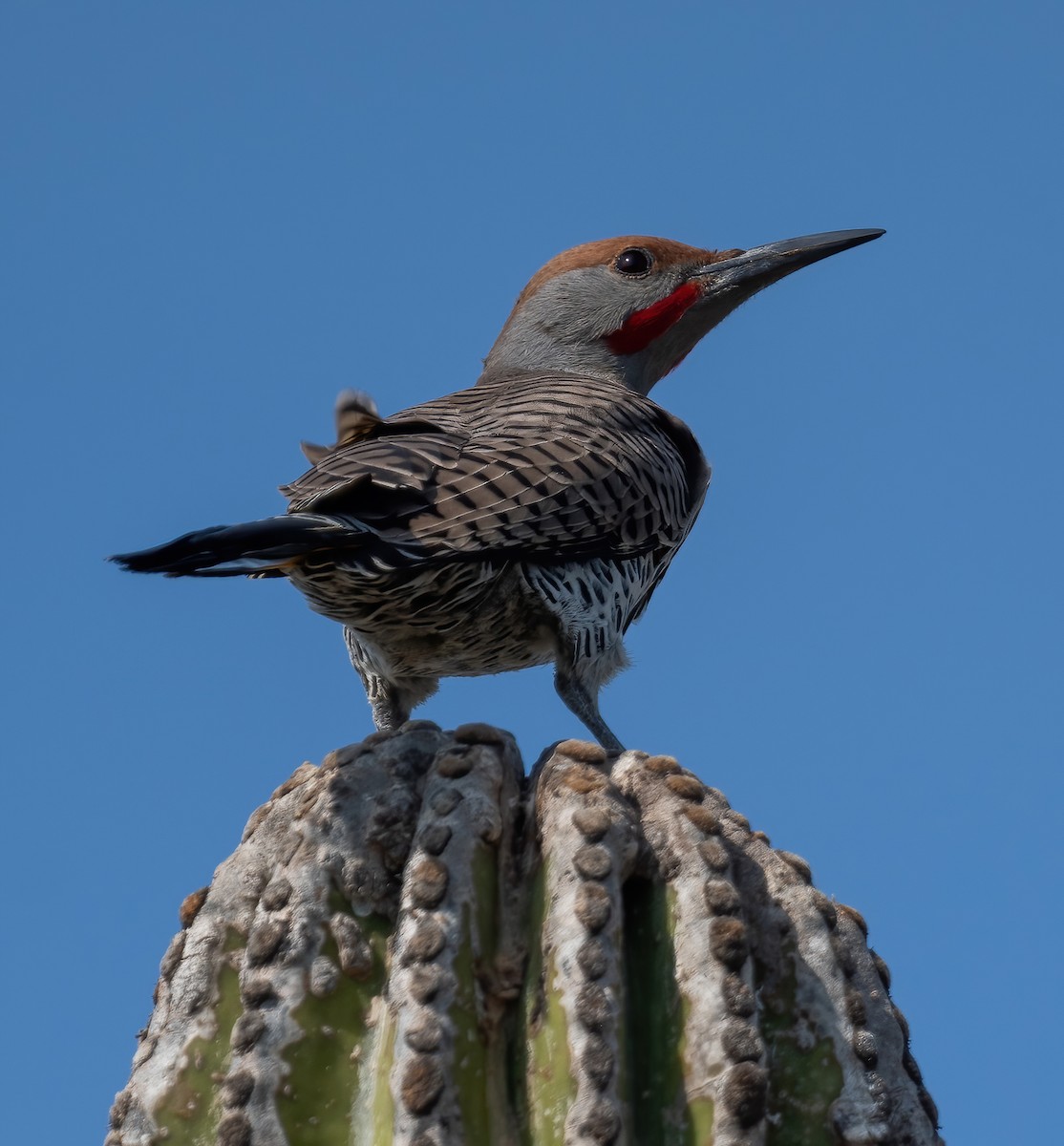 Gilded Flicker - ML646617362