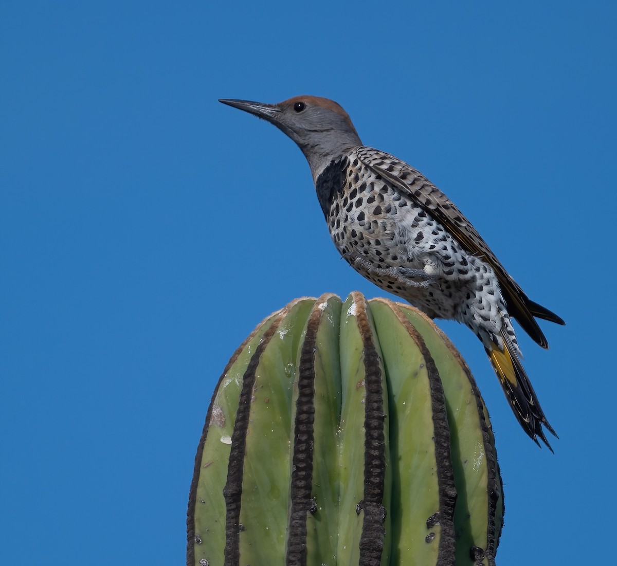 Gilded Flicker - ML646617363