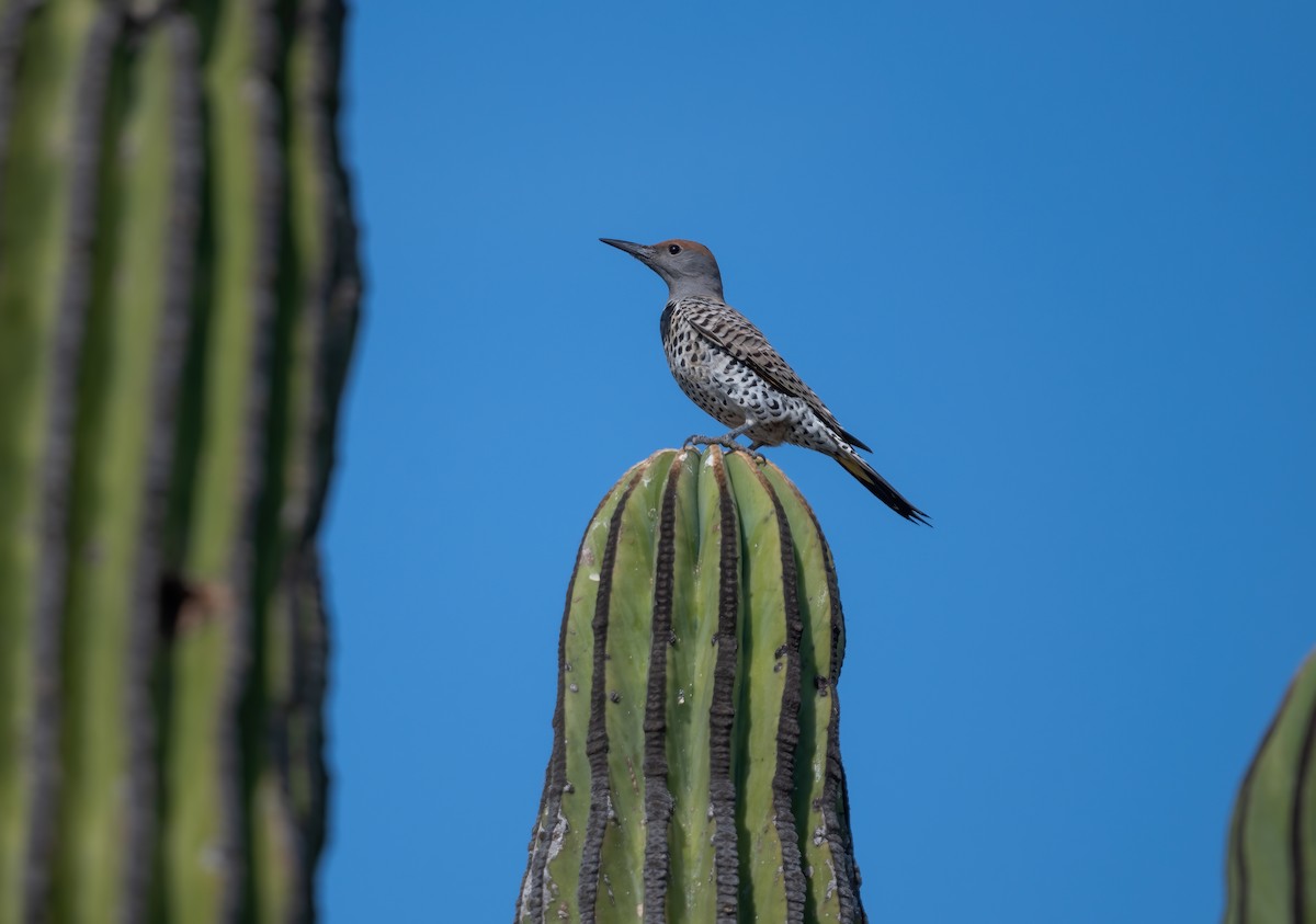 Gilded Flicker - ML646617364