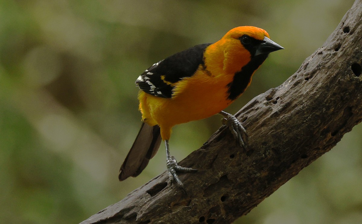 Altamira Oriole - ML646617365