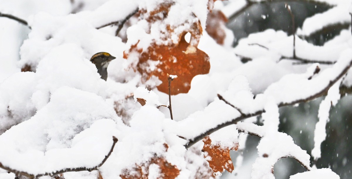 White-throated Sparrow - ML646617367