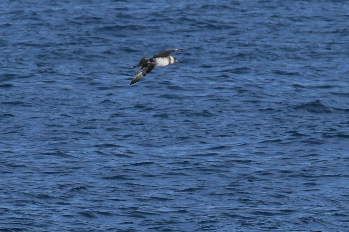 Stercorario mezzano - ML646617368