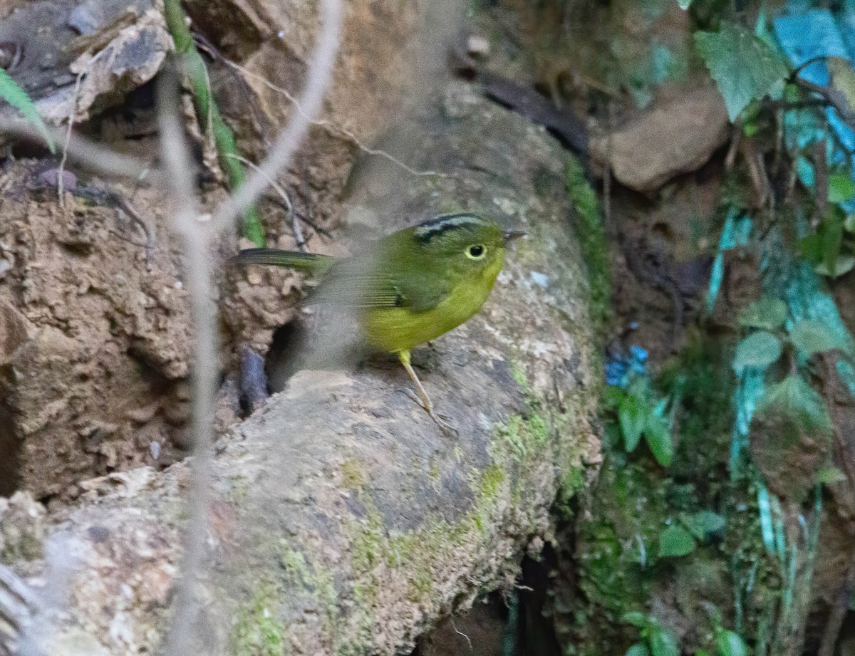 Whistler Kanarya Çıvgını - ML646617369