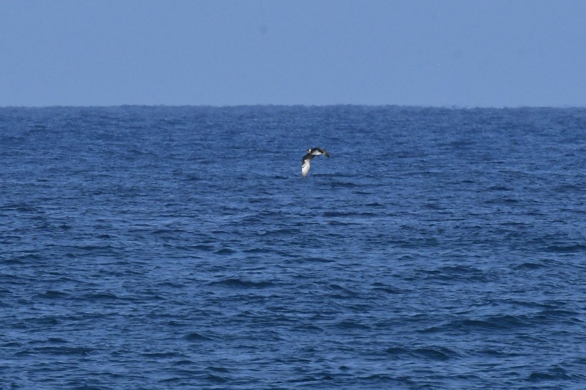 Stercorario mezzano - ML646617370