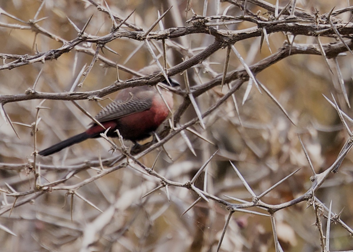 Kara Yüzlü Mumgaga - ML646617371