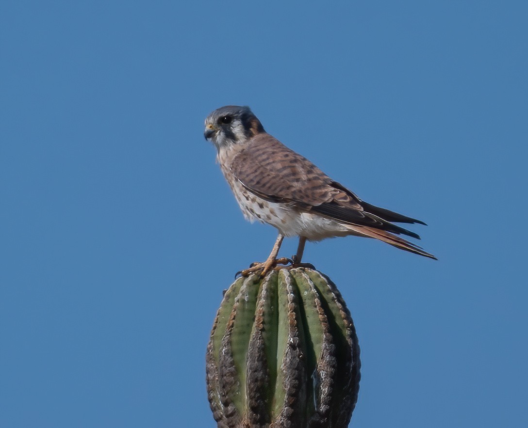 Ala Kerkenez - ML646617372