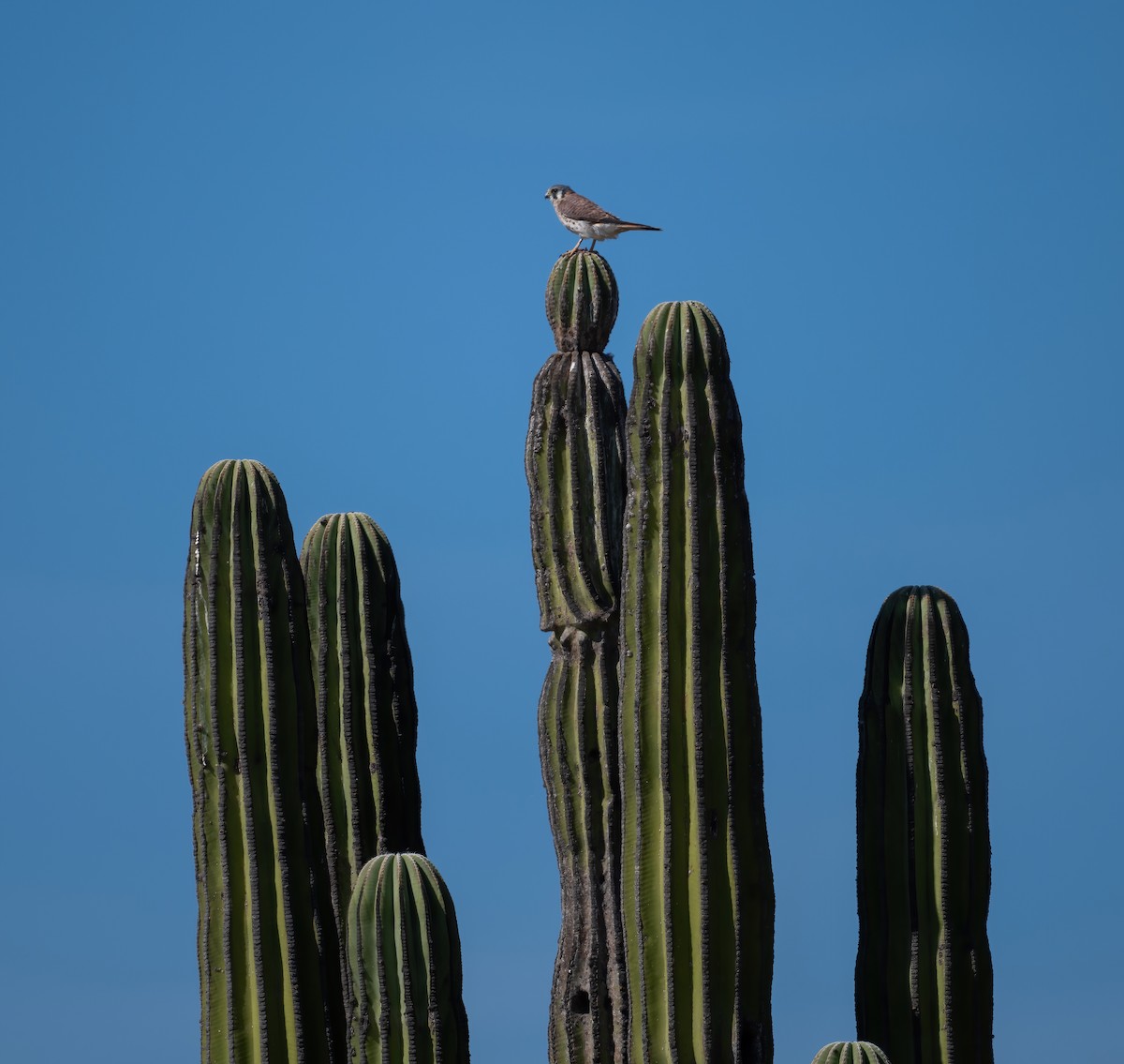 Ala Kerkenez - ML646617373