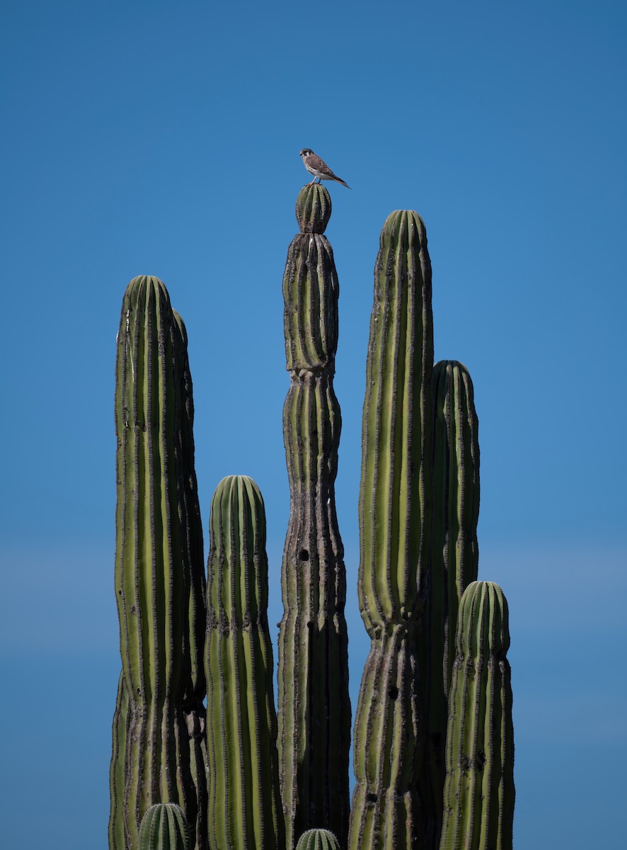 Ala Kerkenez - ML646617374