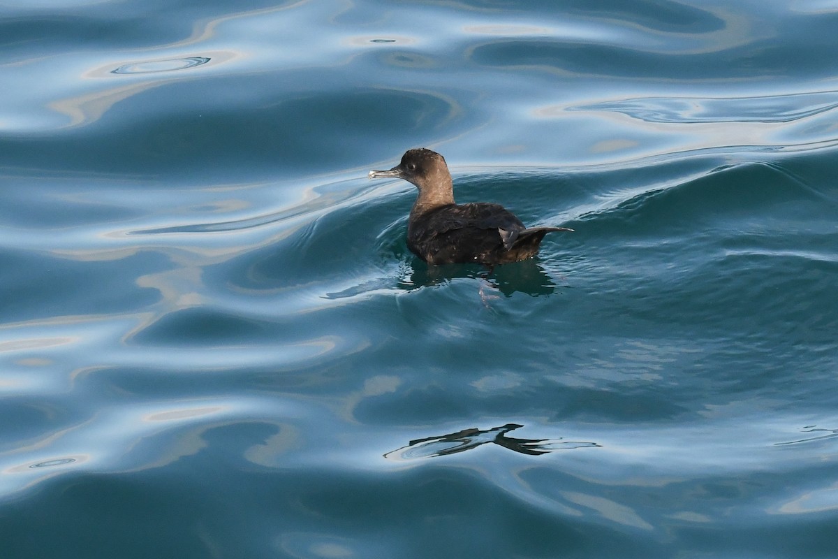 Külrengi Yelkovan - ML646617376