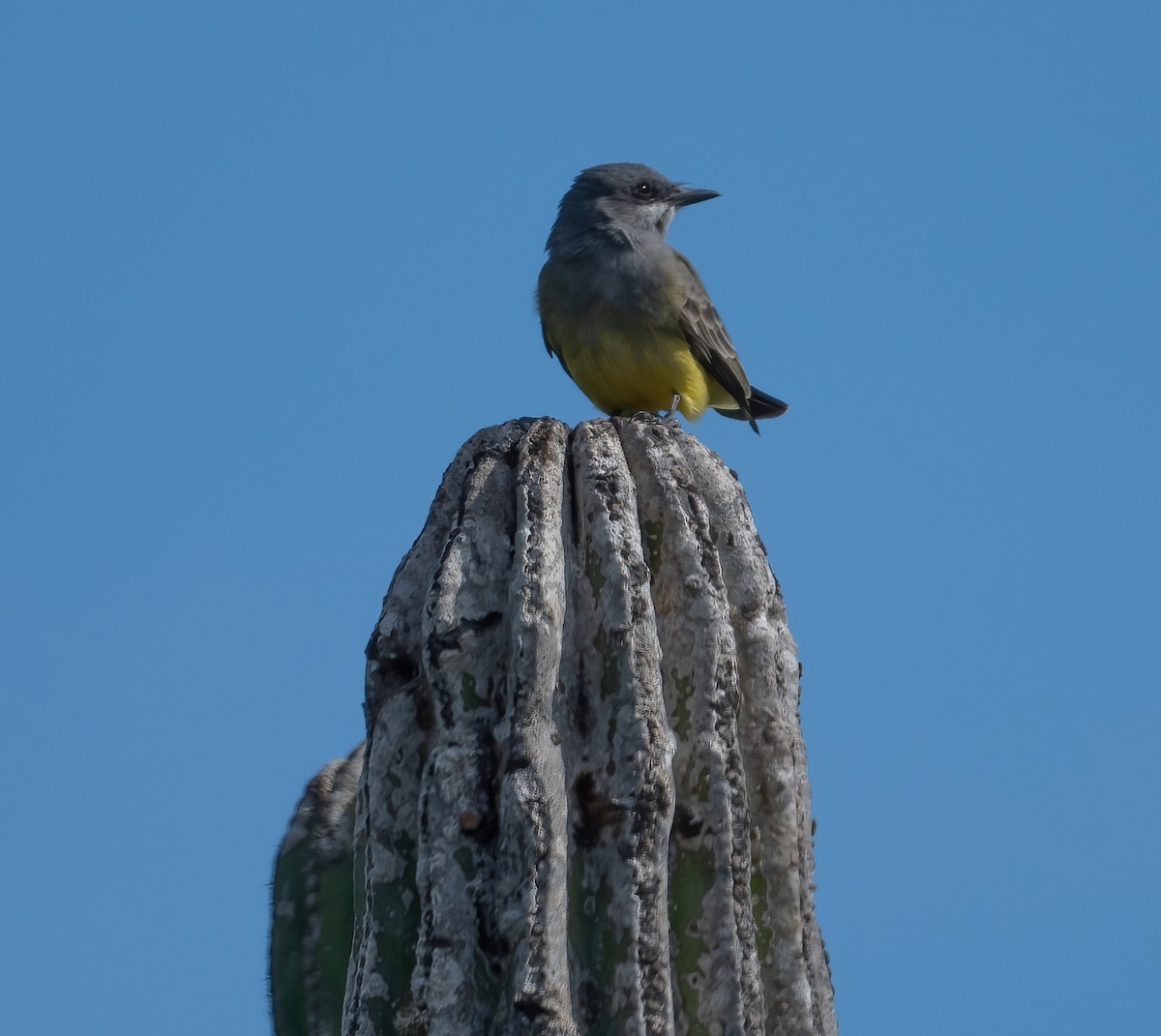 Kayalık Dağları Tiranı - ML646617377