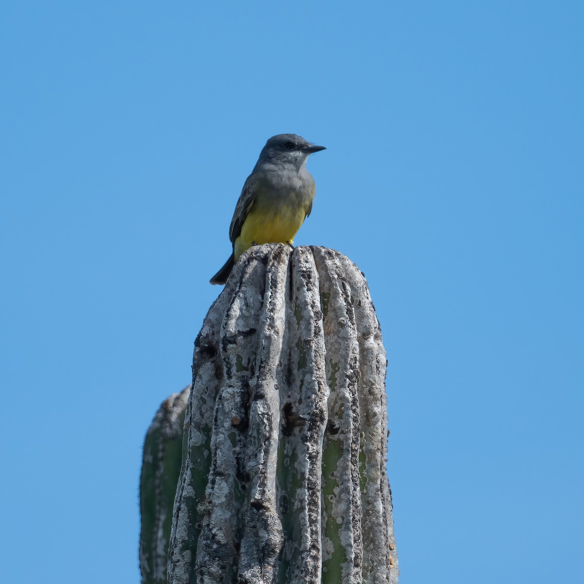 Kayalık Dağları Tiranı - ML646617378