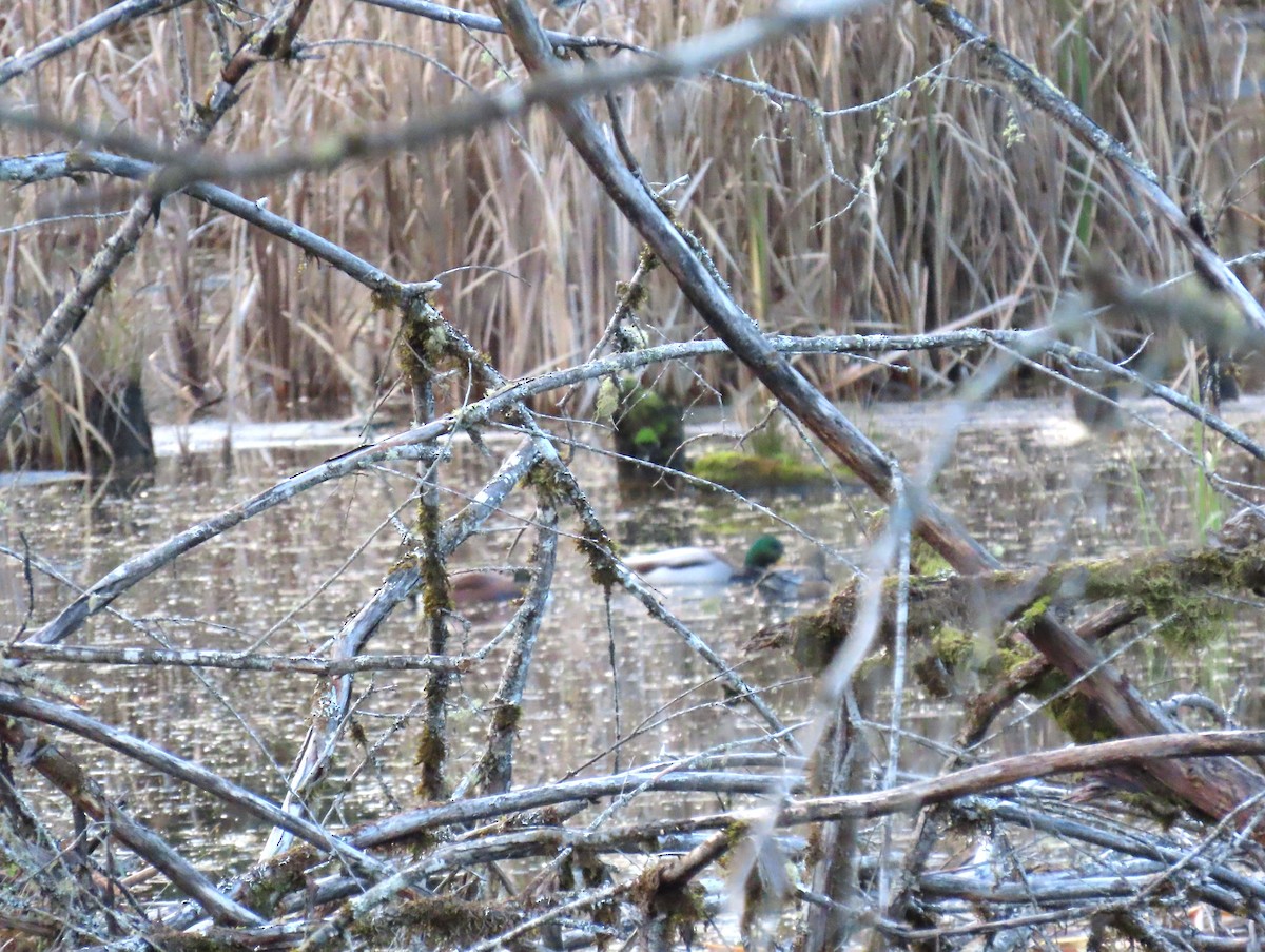 Yeşilbaş - ML646617379