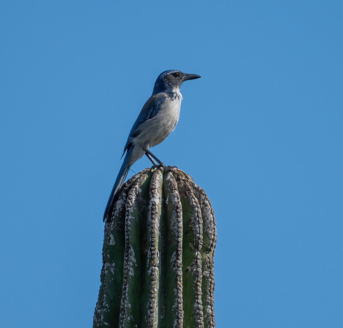 Kaliforniya Çalı Kargası - ML646617380