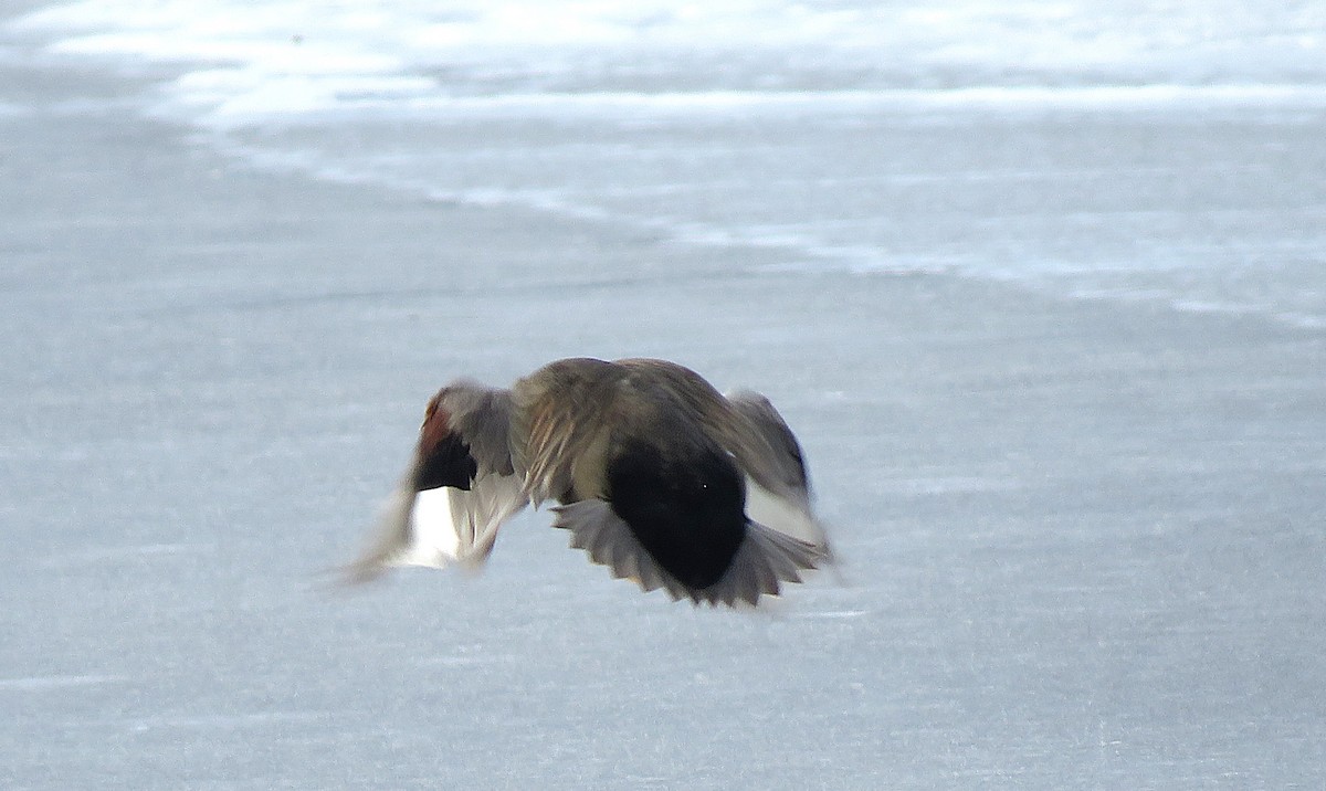 Boz Ördek - ML646617381