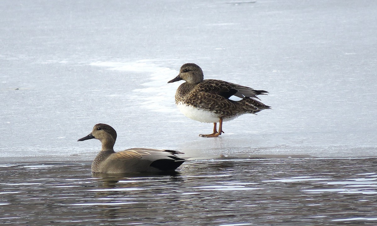 Boz Ördek - ML646617382