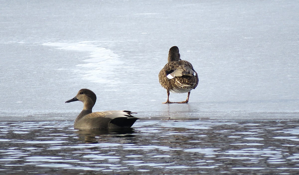 Boz Ördek - ML646617383