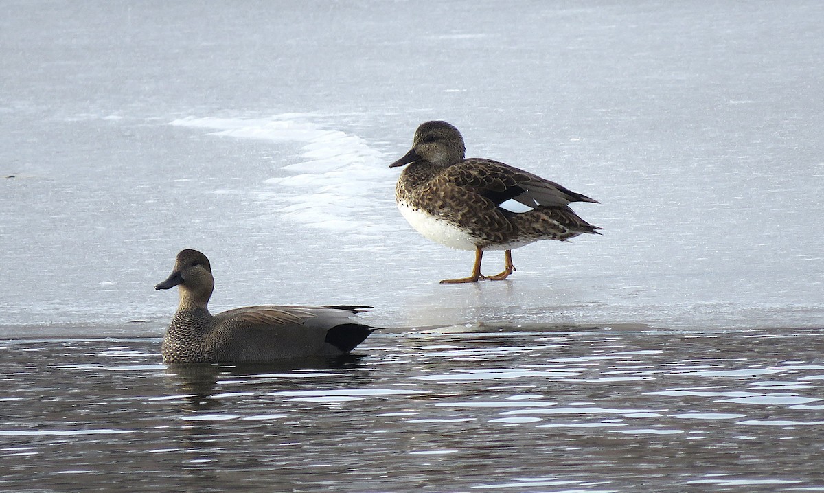 Boz Ördek - ML646617384