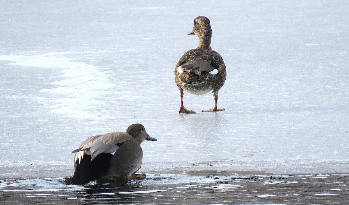 Boz Ördek - ML646617385