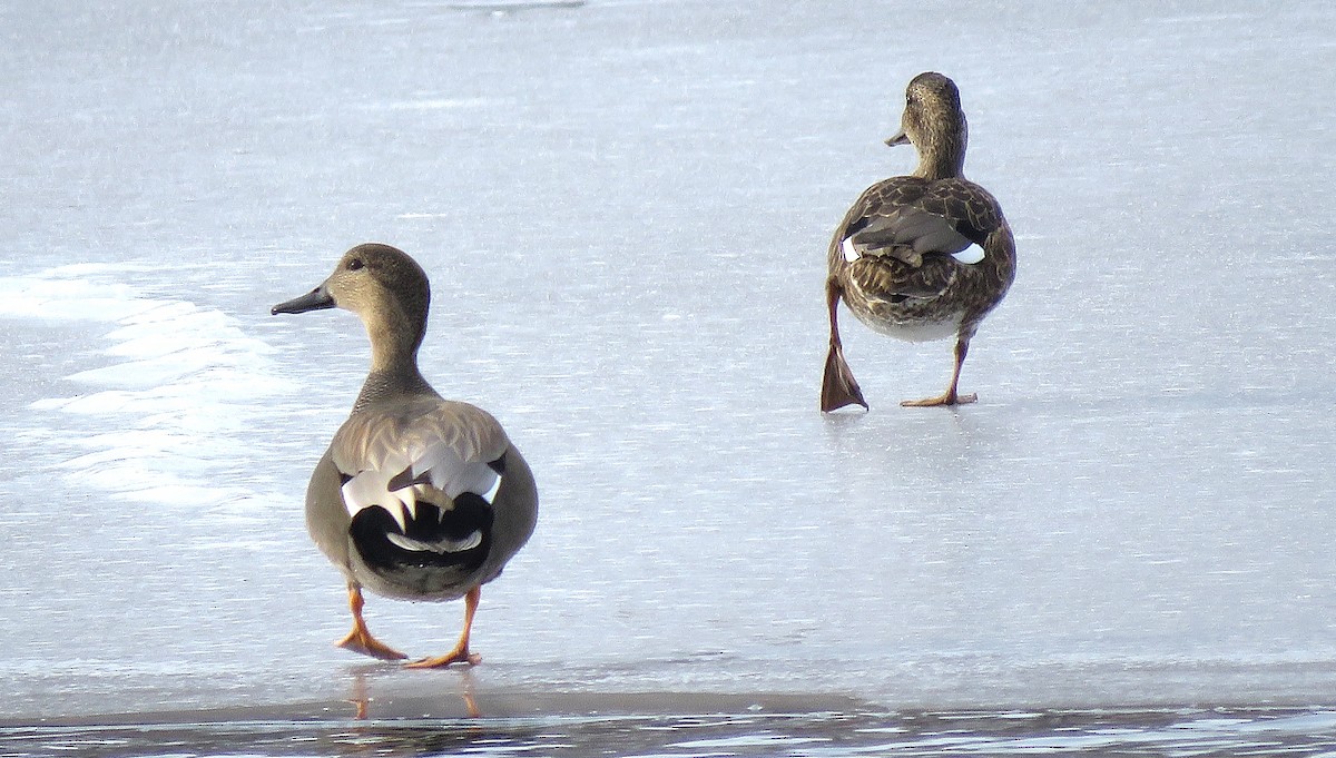 Boz Ördek - ML646617386