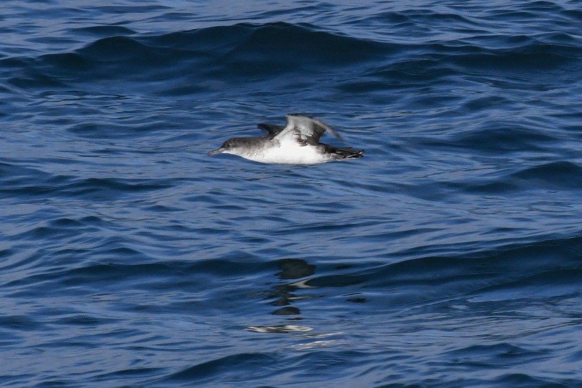 Kaliforniya Yelkovanı - ML646617387