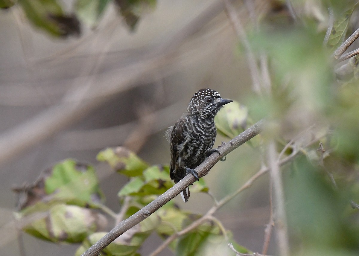 Ekvador Kakancığı - ML646617388