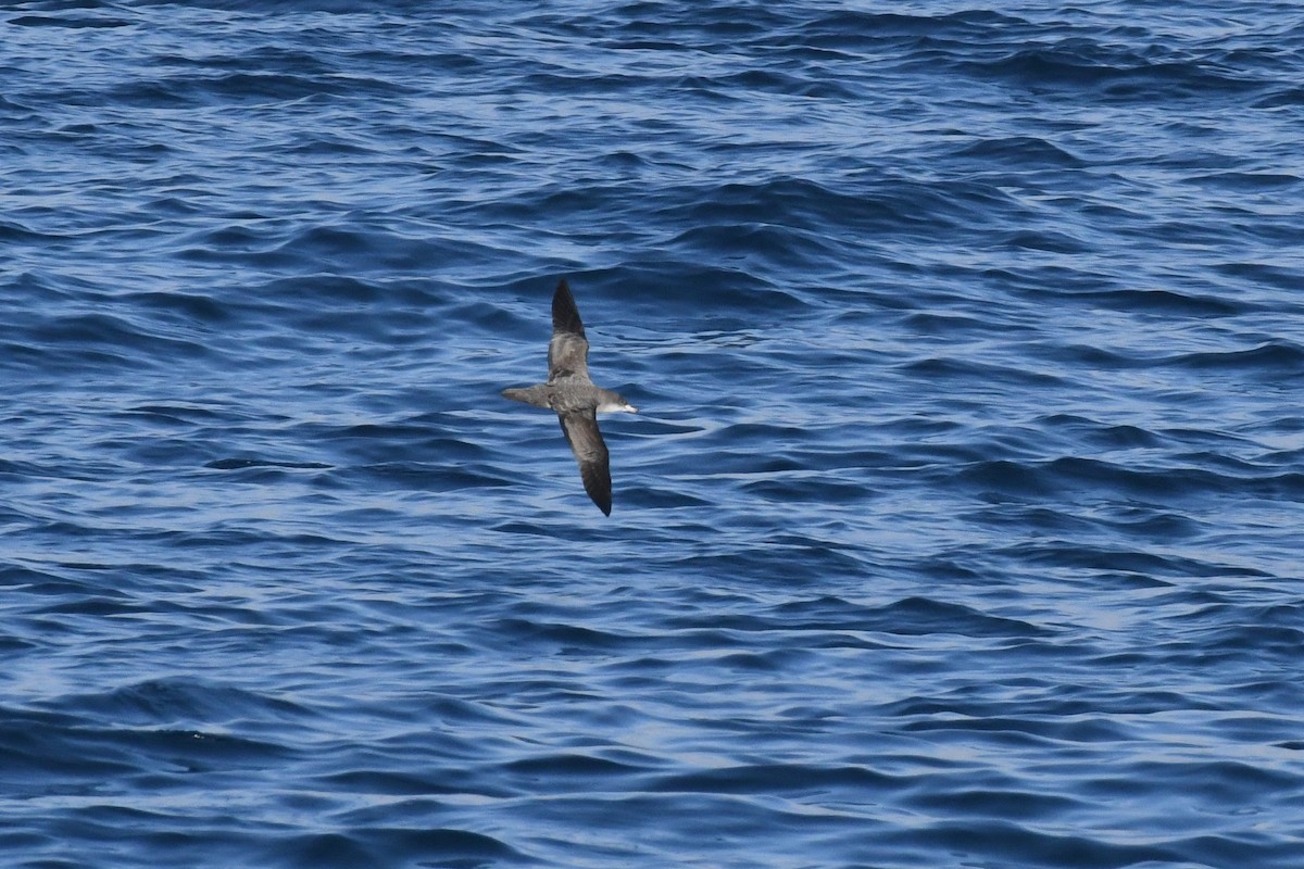 Kaliforniya Yelkovanı - ML646617393