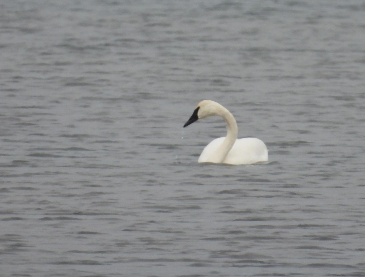 Trumpeter Swan - ML646617394