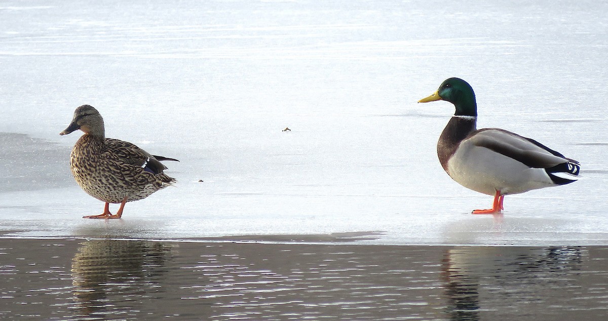 Yeşilbaş - ML646617395