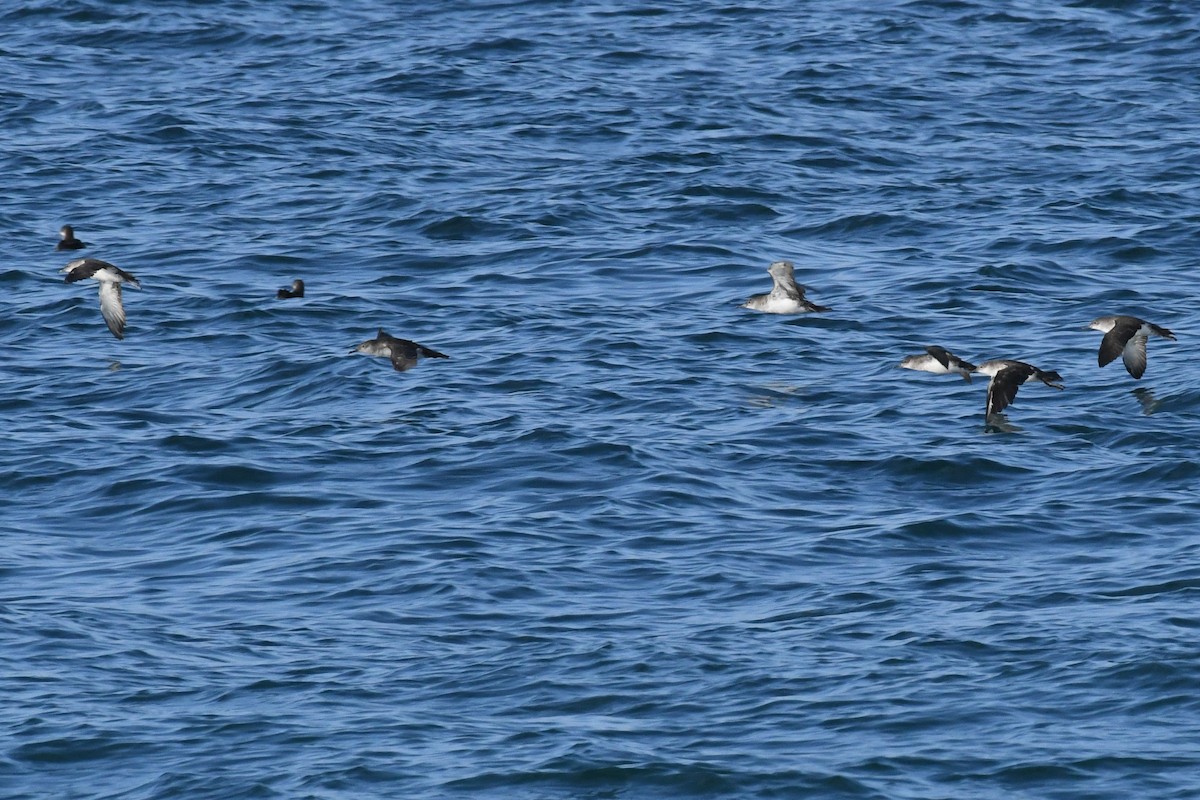 Kaliforniya Yelkovanı - ML646617396