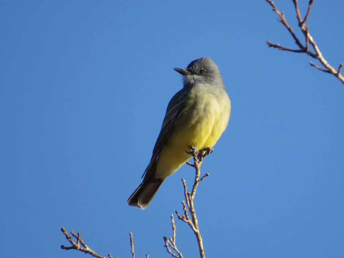 Kayalık Dağları Tiranı - ML646617397