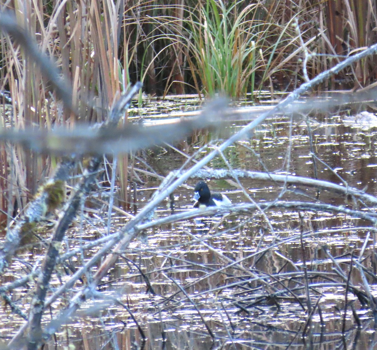 Halkalı Patka - ML646617398