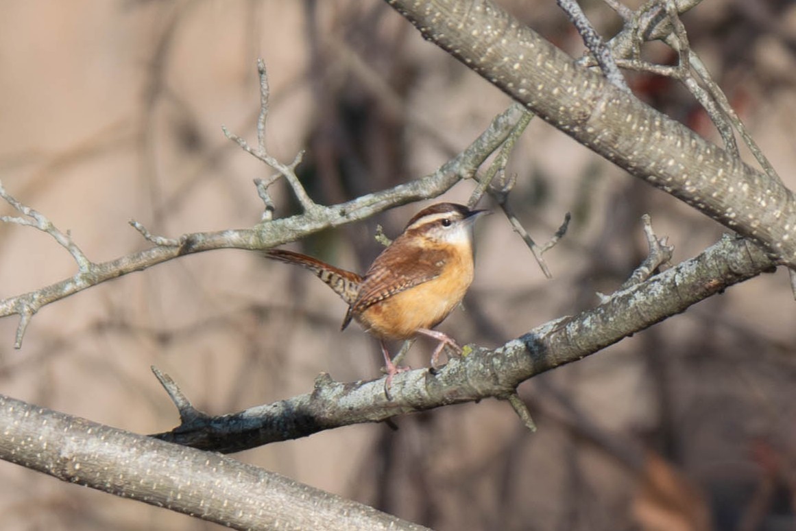 Karolina Çıtkuşu - ML646617399