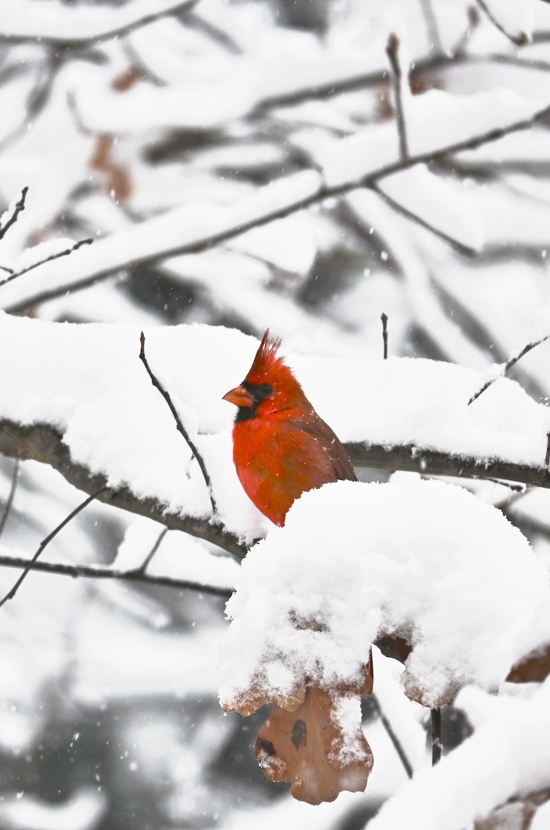 Northern Cardinal - ML646617403