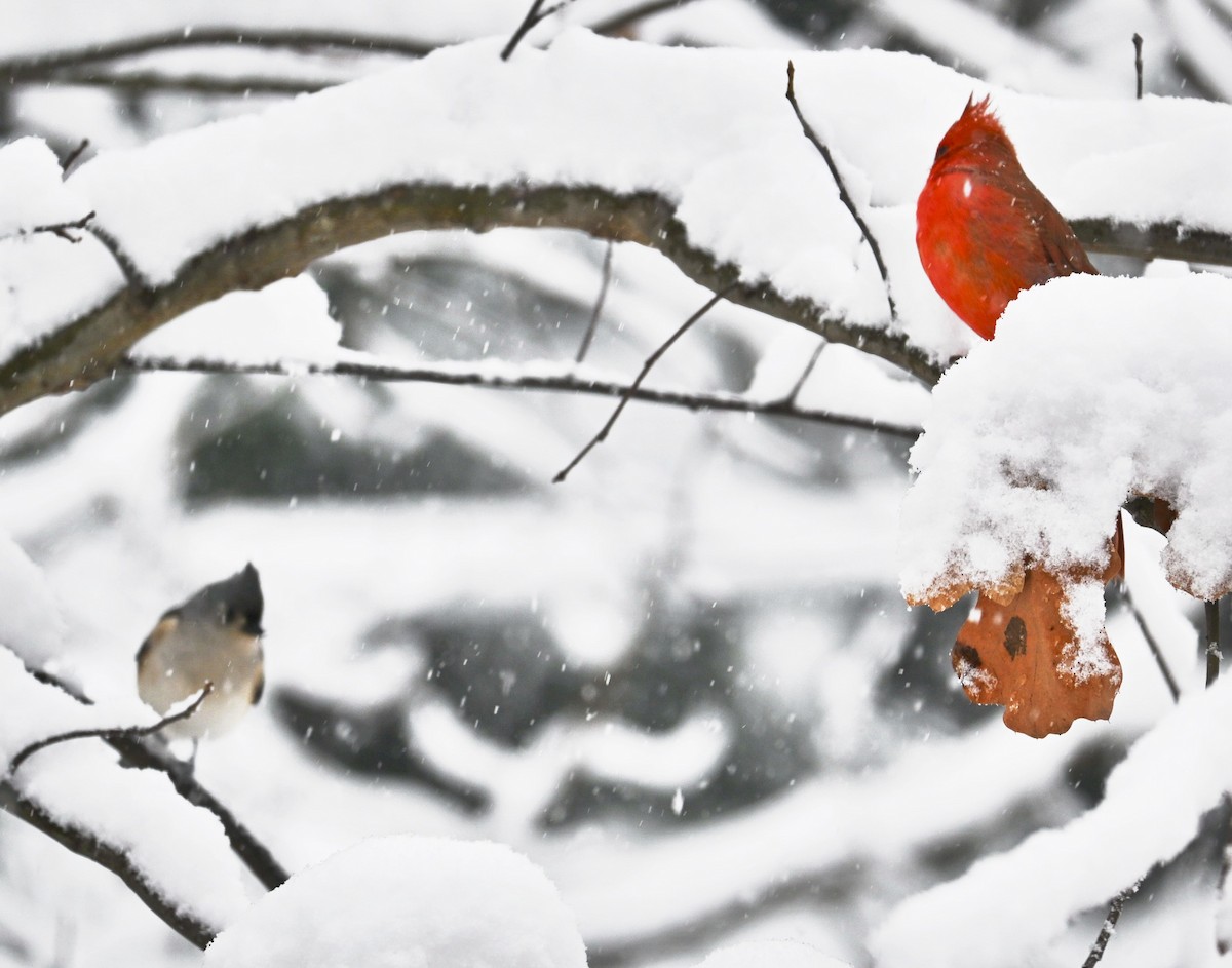 Northern Cardinal - ML646617404