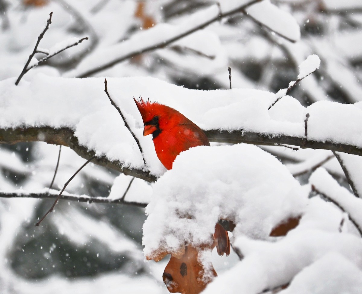 Northern Cardinal - ML646617405