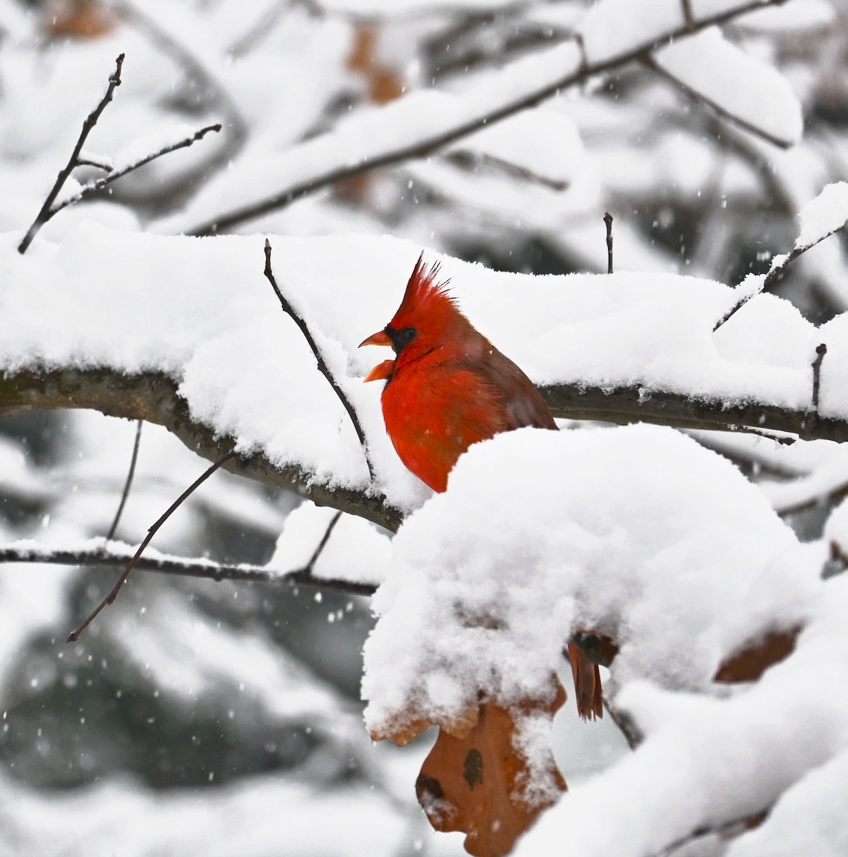 Northern Cardinal - ML646617406