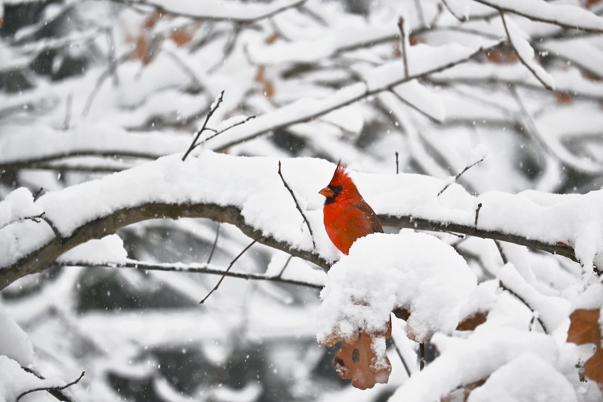 Northern Cardinal - ML646617407