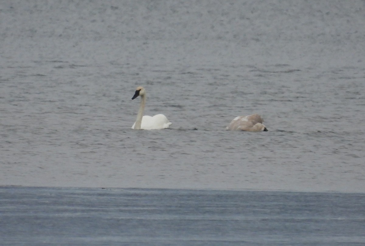 Trumpeter Swan - ML646617408