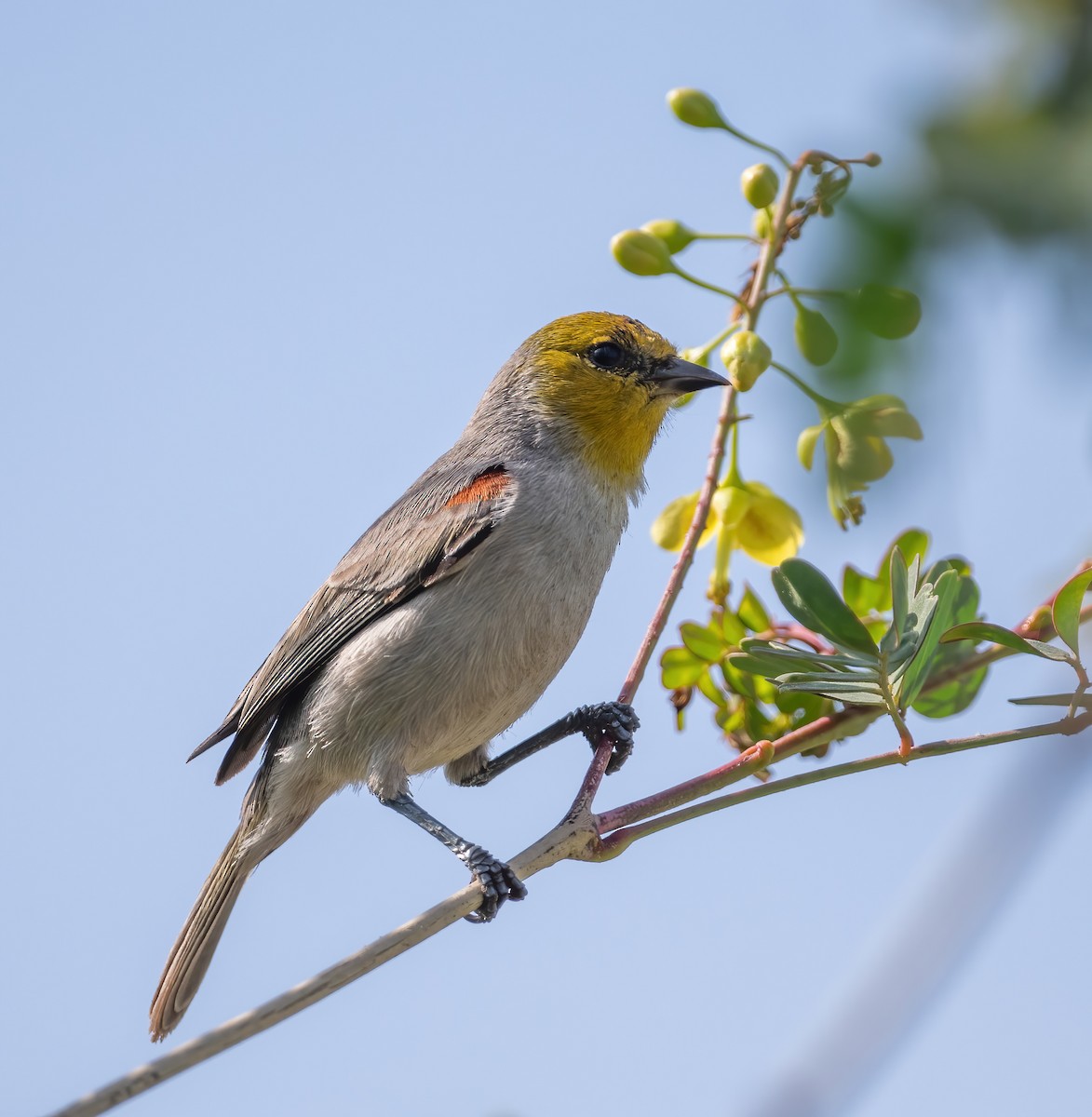 Verdin - ML646617409