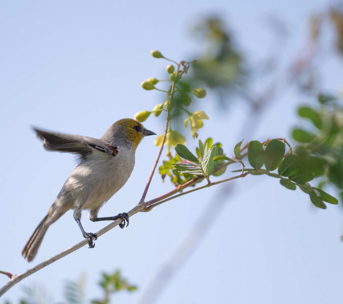 Verdin - ML646617410