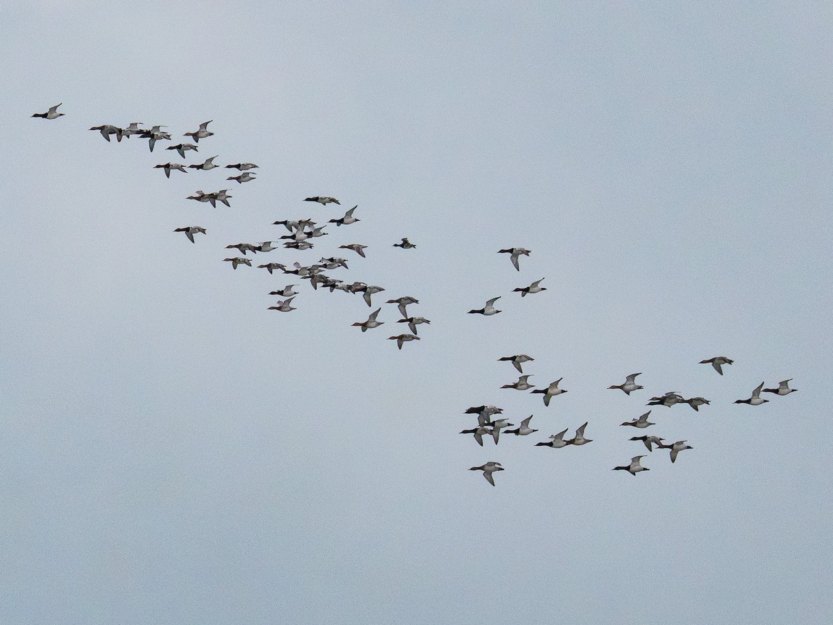 Canvasback - ML646617414