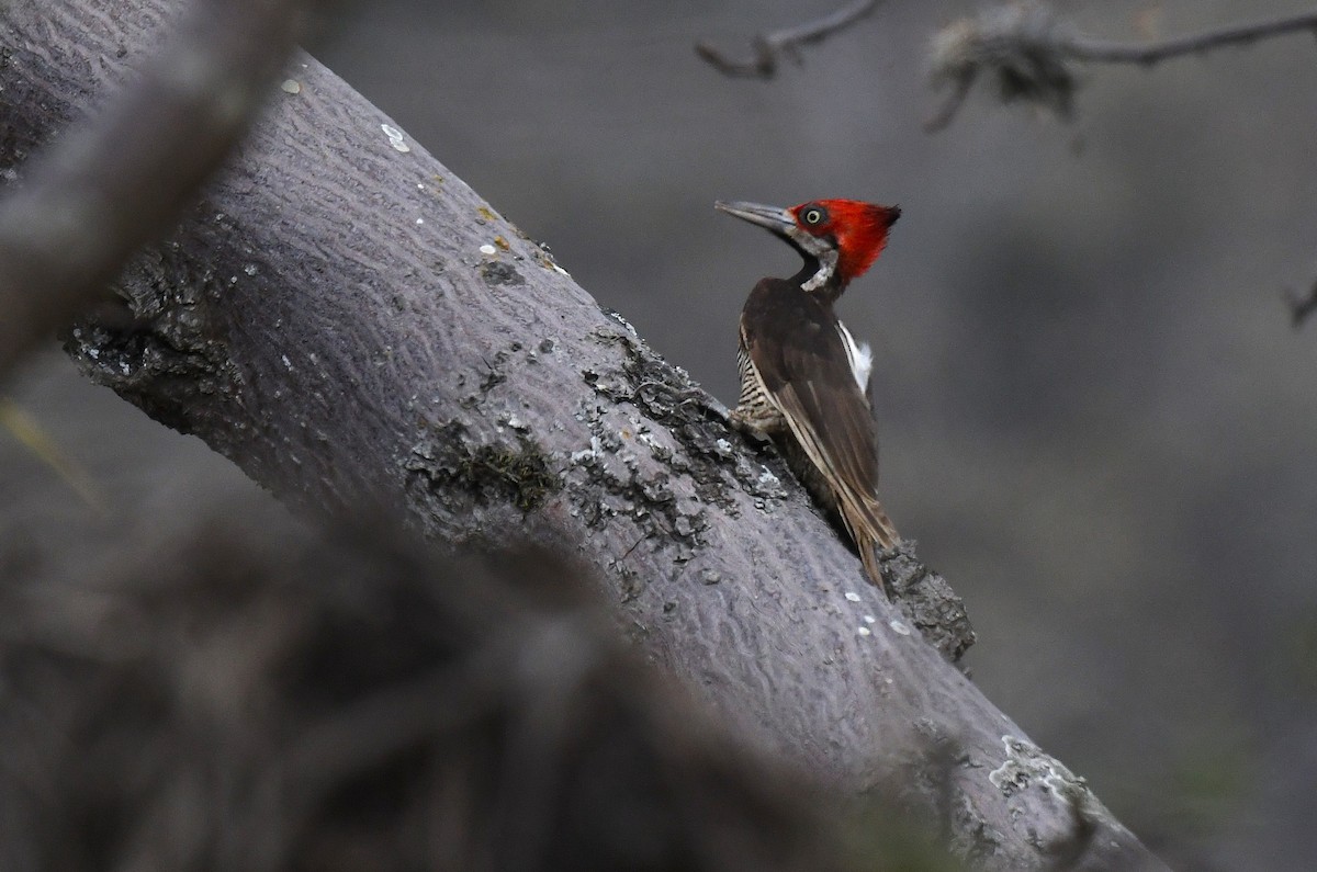 rødhettespett - ML646617417