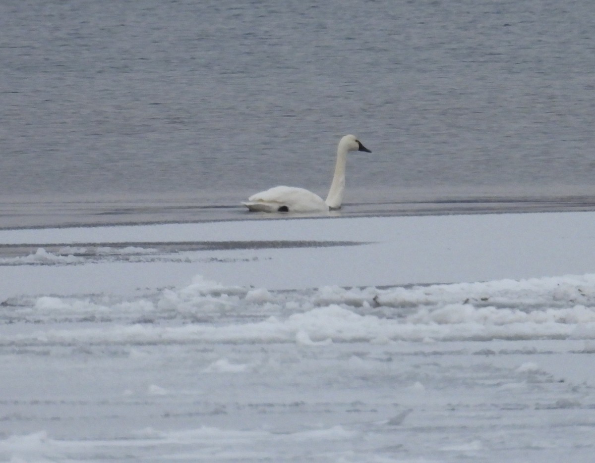 Tundra Swan - ML646617422