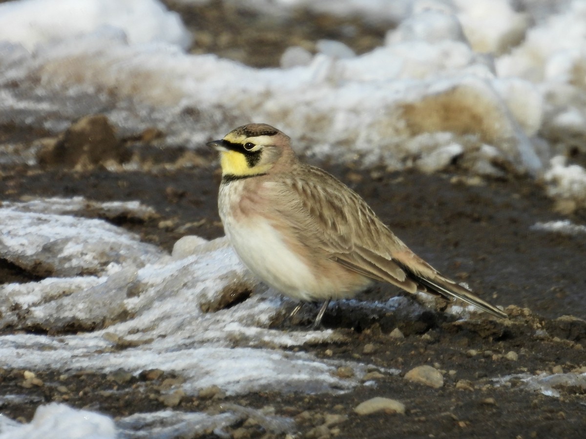 Horned Lark - ML646617424
