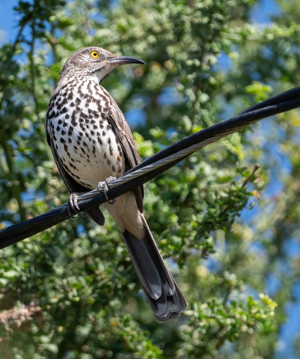Gray Thrasher - ML646617428
