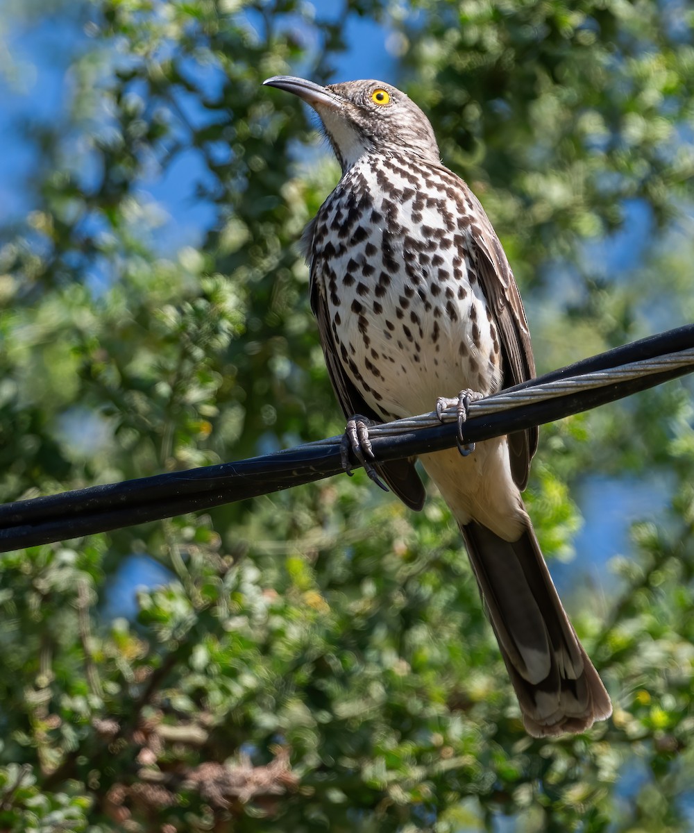 Gray Thrasher - ML646617429