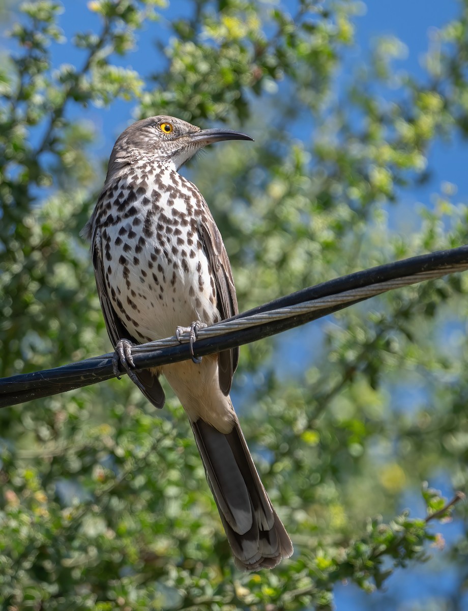 Gray Thrasher - ML646617430