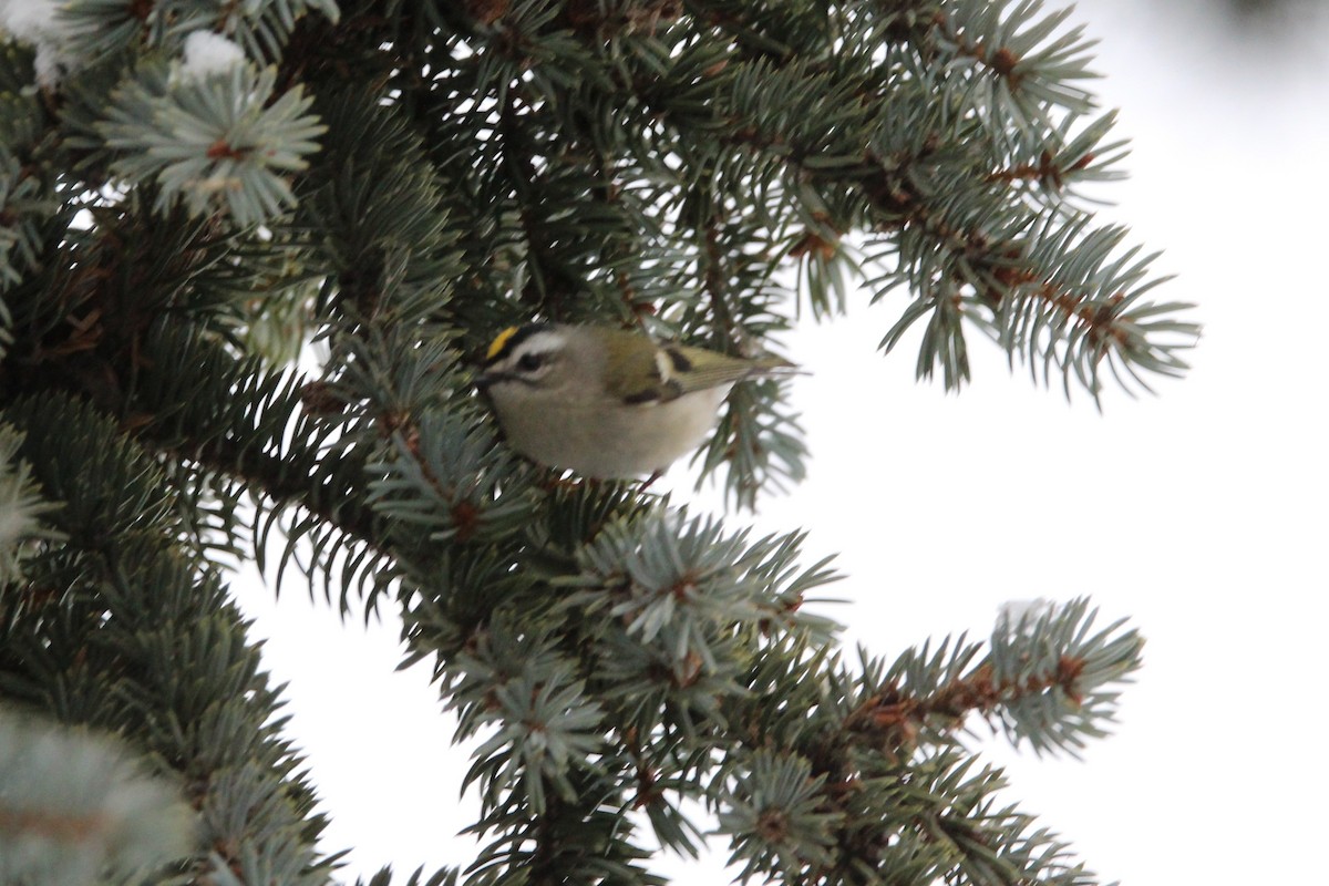 Indianergoldhähnchen - ML646617434