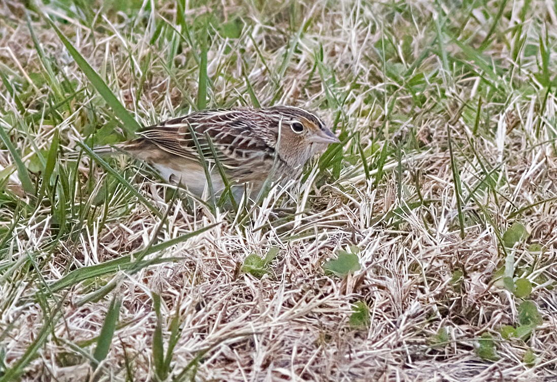 Багновець прерієвий - ML646617442