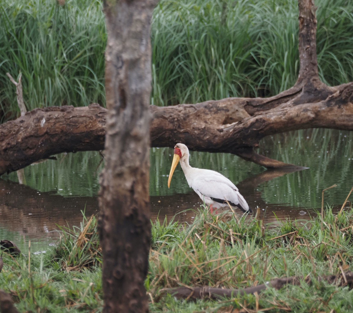 Yellow-billed Stork - ML646617445